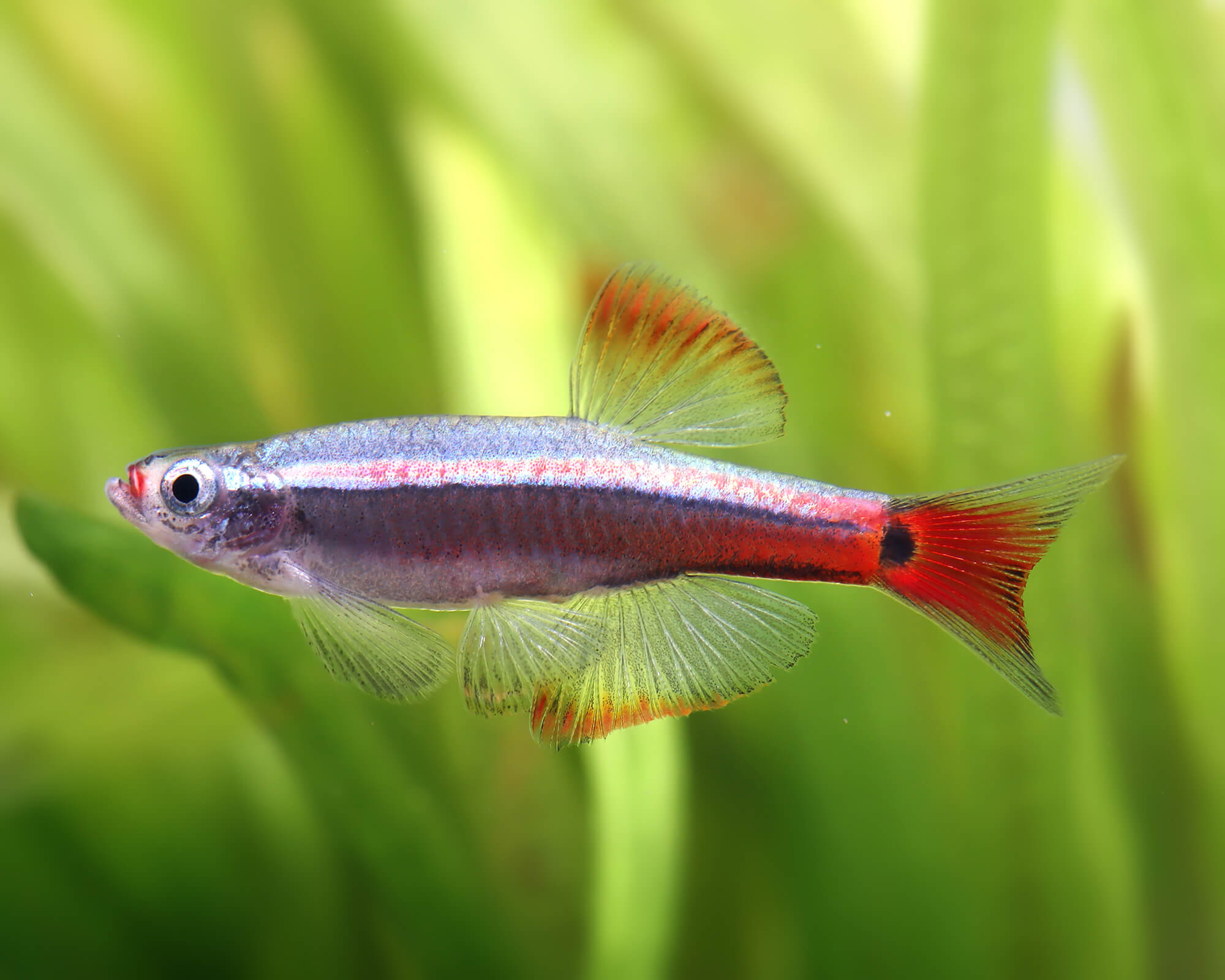 Tanichthys albonubes (Long-fin White Cloud Mountain Minnow)